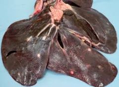 What happens to a liver with fasciola hepatica? Judgement at PM?