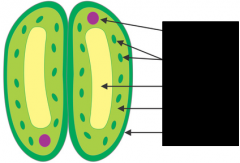 Chloroplasts