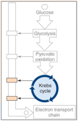 21. Two times through the Kreb’s cycle produces _ ATP, _ NADPH and _ FADH2.