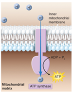 27. [PROTON] concentration in the intermembrane space increases, [PROTONS] reenter the matrix by diffusion through a special [PROTON] channel molecule (ATP synthase) producing ATP (chemiosmosis process).