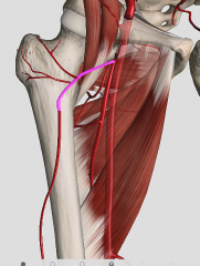 What is the highlighted artery? What three branches are coming off of it?
