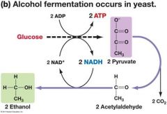 38. Ethanol Fermentation by yeast: Acetaldehyde accepts a hydrogen atom from [NADH] producing NAD+ and ethanol (Ethanol is beer and wine alcohol).