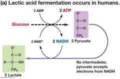 41. Lactic Acid Fermentation: 3. Circulating blood [REMOVES] excess lactate (ionized lactic acid) from muscles.