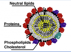 Adipocytes have a single lipid droplet and a


thin surrounding cytoplasmic rim 


 


The droplet consists of a core of neutral lipids (triglycerides or cholesterol esters) surrounded by a monolayer of amphipathic molecules such as phosp...