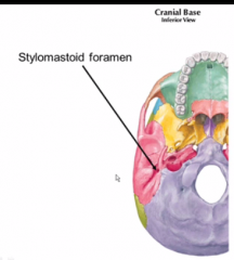 stylomastoid foramen

(between spikey styloid process and mastoid bone)