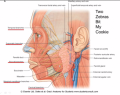 TWO- temporal
ZEBRAS- zygomatic
BIT- buccal
MY- marginal mandibular
COOKIE- cervical
