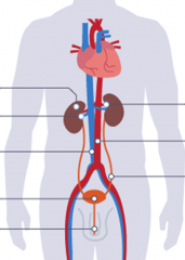 label the urinary system