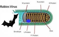 cylindrical structure with helix of proteins, which ahs nucleic acid inside of the protein helix.
Examples include: Rabies and bat lyssavirus
