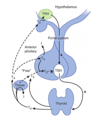 - TRH from hypothalamus stimulates TSH from anterior pituitary
- TSH stimulates T3 and T4 release from thyroid gland
- T3 and T4 have negative feedback on TSH in anterior pituitary
- T3 also has negative feedback on TRH in hypothalamus