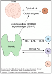 Graves Disease
- Autoantibodies (IgG) stimulate TSH receptors on thyroid (Thyroglobulin/Tg Ab and Thyroid Peroxidase/TPO Ab)
- Stimulates thyroid to release T4 and T3