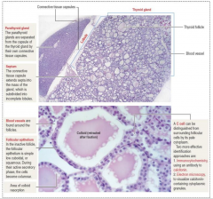 Normal Thyroid Histology