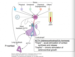 - CRH in hypothalamus stimulates ACTH in anterior pituitary
- ACTH stimulates adrenal gland to release cortisol

- Cortisol inhibits both CRH and ACTH
- ACTH inhibits CRH too