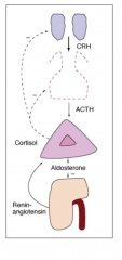 Chronically inadequate ACTH secretion resulting in loss of adrenocortical volume = adrenal atrophy

Cortisol low, ACTH inappropriately not increased

Aldosterone and renin : usually unaffected