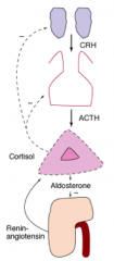 - Cortisol low
- ACTH high (loss of negative feedback)

- Aldosterone low
- Renin high (loss of negative feedback)
