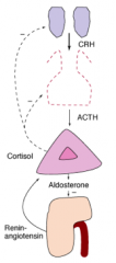 - Cortisol low
- ACTH inapproprilately not increased

- Aldosterone and renin usually unaffected