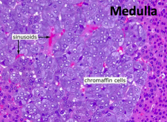 Chromaffin cells: catecholamines (epinephrine)