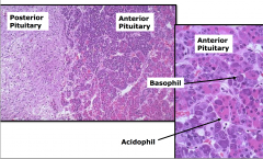 Anterior: secreting the horomones - acth, tsh etc. 
made up of basophil and acidophil (primarily)