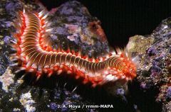 Worms (Pogonophorans)