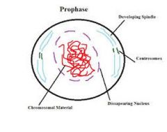PROPHASE