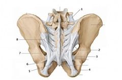 what is the strongest ligament in the body
identify this ligament resist external rotation after failure of the pelvic floor and the anterior structures
identify this structure that resist anterior posterior translation of the pelvis
Identified th...