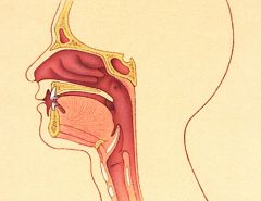 The upper airway tract or the passage above the larynx, which includes the nose, mouth, and throat.