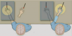 Hide real hand, show rubber hand so sensory information from real and visual from rubber.
Patient freaks out if threaten to smash rubber hand with hammer.
Visual system overrides somatosensory input.
Area in prefrontal, not parietal cortex, is res...