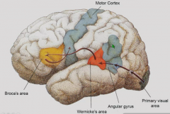 Language is localized in 95% of people in left side of brain.


In reading, primary visual information goes through primary visual area to angular gyrus where words are encoded from lines. (If repeating, begins with primary auditory area). Then, t...