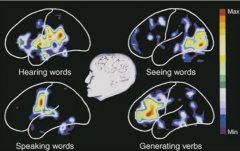 Listening - Wernicke's area and auditory cortex
Speaking - add Broca's and motor cortex
Generating verbs (creativity) - more activity in Broca's
Seeing words - additional activity in visual cortex