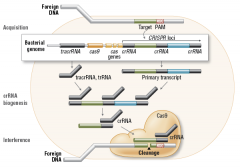 Integration of foreign DNA as a protospacer at the leader site of the CRISPR locus
