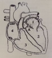 Which heart chambers would be contracting when valve A is closed?