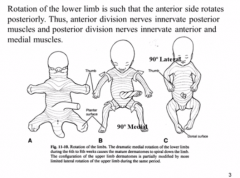 UE- lateral rotation
-why the higher up cervicals are at the back of the arms
LE- medial rotation
- why the femoral nerve, which is at a higher level wraps around the side to go down medially.