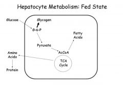 in liver- net glucose uptake. glucose is used for glycogen synthesis and triglyceride synthesis. 

in skeletal muscle- insulin promotes glucose uptake and glycogen synthesis. skeletal glycogen is primary means by which blood sugar is kept in the...
