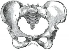 What does the pelvis look like?
