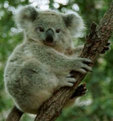 a cromagnum koala bear