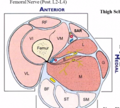 What nerves innervate the posterior compartment? major nerve?