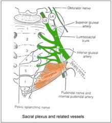 Care must be taken when placing a retractor on the anterior aspect of the sacrum, as the L4 and L5 nerve roots are both at risk. 



Illustration A shows a diagram of the lumbosacral plexus, indicating the proximity of the L4 and L5 nerve roots...