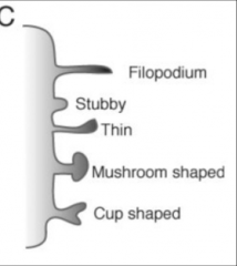 1. small spines
2. large spines
3. stubby
4. thin
5. mushroom shaped
6. cup shaped