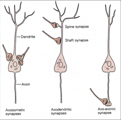1. axosomatic: axon to cell body
- inhibitory - GABA or glycinergic

2. axodendritic: Axon to dendrite (or shaft synapse or dendritic spine)
- Excitatory – with glutamate

3. axo-axonic synapses: axon to terminal ending
- involved in pres...