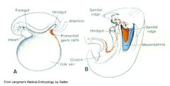 -  the yolk sac near the origin of the allantois

- by 6th week enter sex cords

- stimulate the further development of gonads