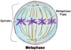    Metaphase 