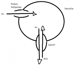 vesicle pumps in H via proton antiporter with ATP; creates concentration gradient; vessicular ACh Transporter (VAChT) uses concentration gradient to kick out H and take in ACh