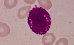 A. Hemoglobin
B. Hemotopoieses
C. Sickled red blood cell
D. Lymphocyte
E. Neutrophil
F. Red blood cell
G. Type A blood
H. Monocyte
I. Basophil
