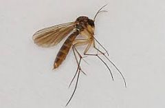 Hump backed
mosquito like
spurs on tibia