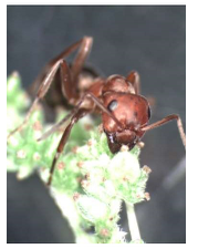 what is making this ant want to climb up and be eaten (how mean)