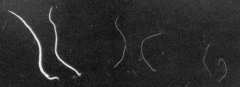 three species of abomasal nematodes based on size