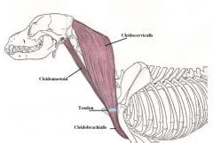 Origin - middle of the back of the front half of the neck (Cleidocerphalicus). 
 Bottom of the skull behind the ear hole(Cleidomastoid).


Instertion - Vertically on the front of the humerus and its lower half.