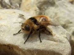 Hairy no bristles
often bee like
small mouthparts
head is broad and flattened*