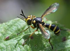 wasp parasites
wide head