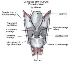 Leaf shapped
- petiole is the point of attachment to the thyroid cartilage