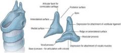 Vocal process - anterior projection of each arytenoid; site of attachment for thyroarytenoid muscle

Muscular process - lateral projection; site of insertion of the lateral and posterior cricoarytenoid muscle